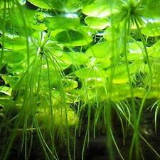 3 x Amazon Frogbit Live Tropical Lily Floating Aquarium Plants Reduces Algae