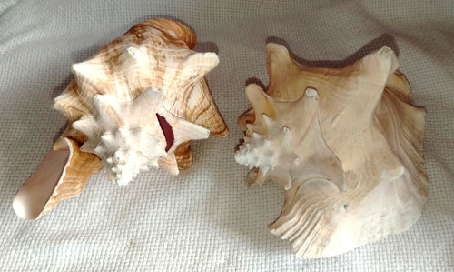 Large pair giant - giant, natural
