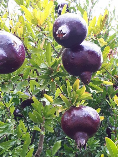 Black pomegranate punica - black,