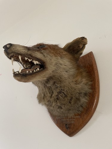 1912 antique taxidermy fox - 1912,