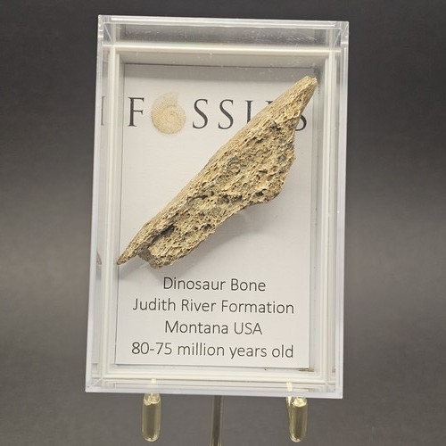 Genuine dinosaur bone fragment - bone,