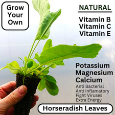 Anti Inflammatory Bacterial Anti Virus 1x HUGE Plug Plant Horseradish Plants