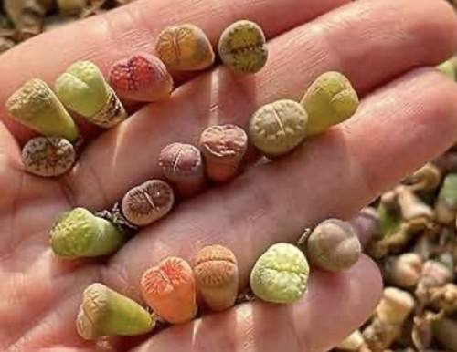 Mixed lithops living - 8x,