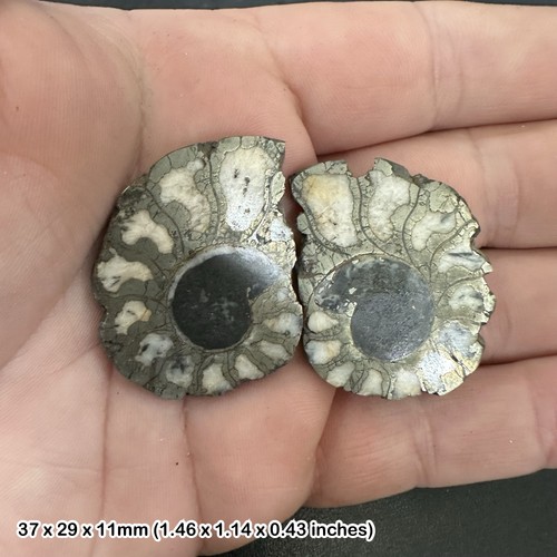 Pyrite ammonite cut and - ammonite,