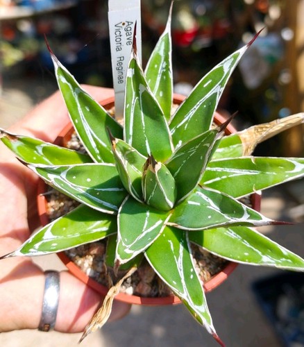 Agave victoriae reginae - agave, victoriae-reginae