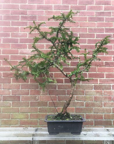 Large european yew taxus - large,