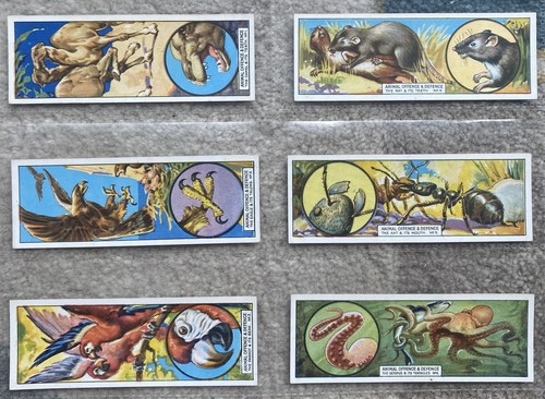 Original set typhoo - original, of