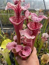 Sarracenia Hybrid, ‘Hello