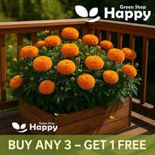 African Marigold Sierra Orange