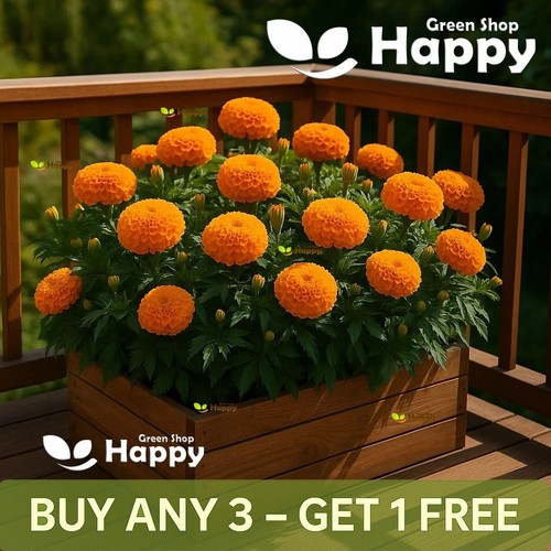 African marigold sierra orange - african,