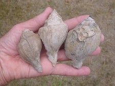 3 LARGE Bartonian Eocene Gastropods Sycostoma pyrus Melongenidae Barton Beds UK