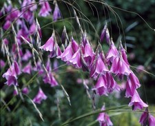 Dierama Blackbird Plant in a 7cm pot.  Angels Fishing rods