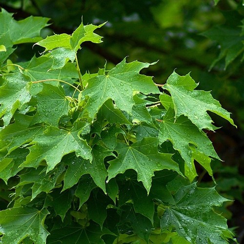 Norway maple tree - tree, |