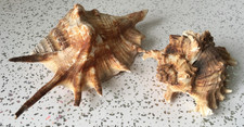 x2 Vintage Sea shells spiky