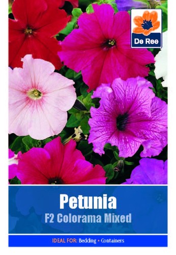 Ree flower plant seeds - ree, /