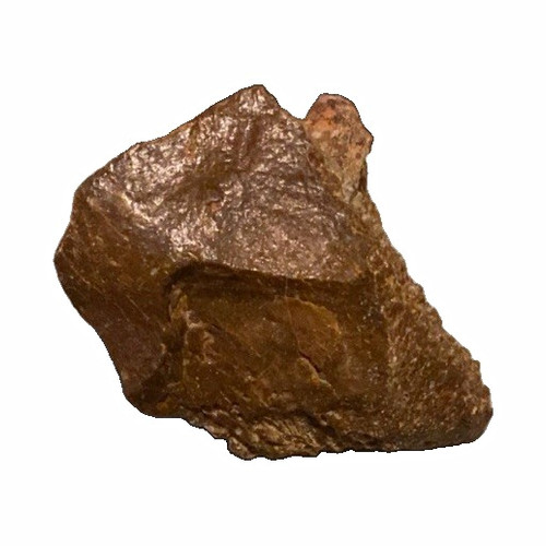 Genuine carcharodontosaurus - genuine,