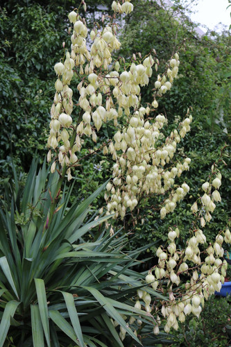 Yucca gloriosa multi - ,