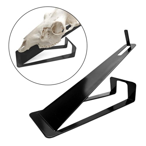 European deer skull mount - skull,