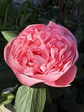 Etched Salmon Peony Potted Tuber.