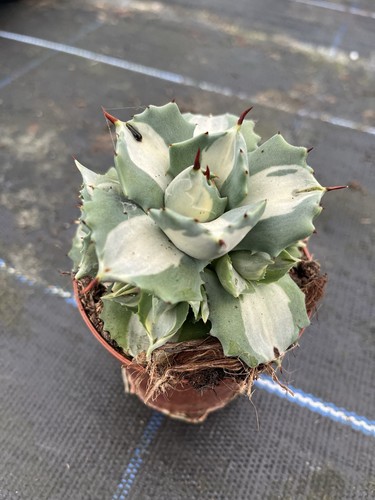 Agave potatorum ouhi raijin - agave,