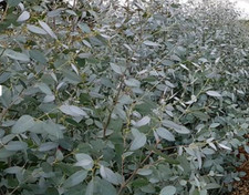Eucalyptus Gunnii Evergreen