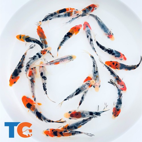 Tri color koi fish for - koi,