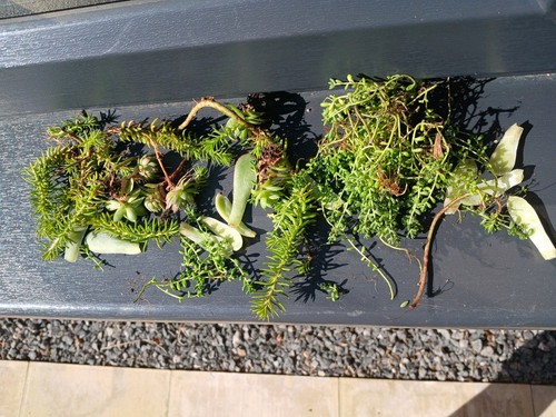 Ramdom succulent and sedum - succulent,