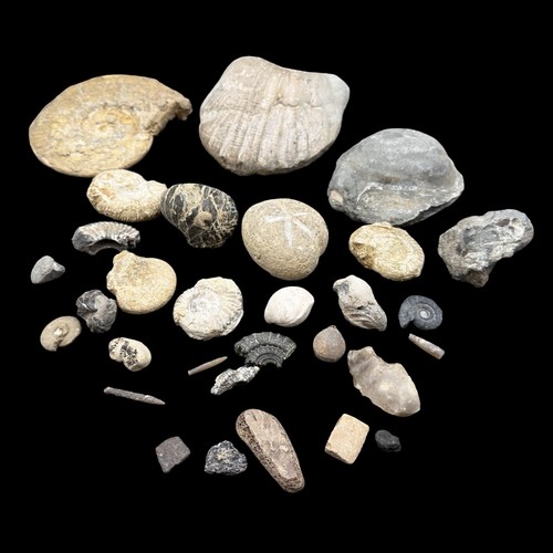 1kg british fossil mix - british, 25