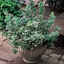 Euonymus Fortunei 'Emerald