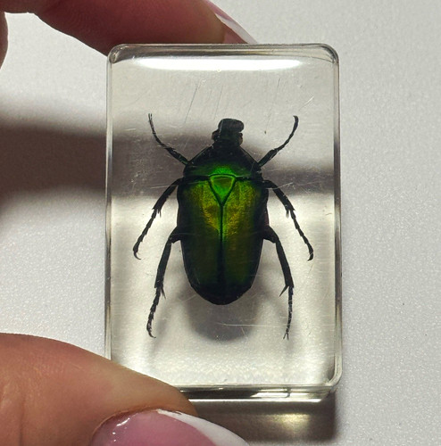 Green beetle insect - green,