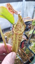 Nepenthes (Veitchii x Burb)EP