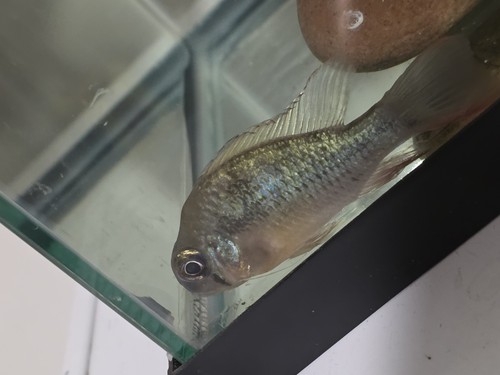Bolivian ram breeding pair - breeding,