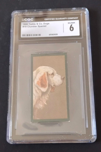 1900 taddy dogs 19 - taddy,