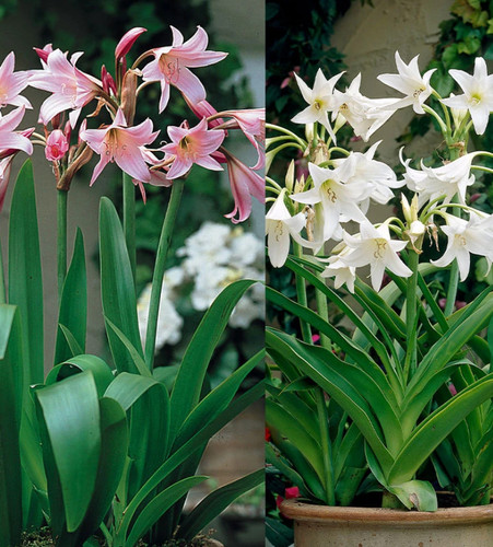 Crinum powellii alba pink - alba, or