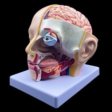 Human Head Anatomical Model