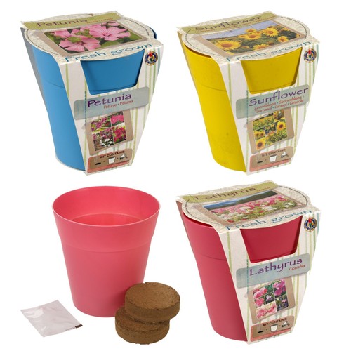 Flower growing garden plant - flower,