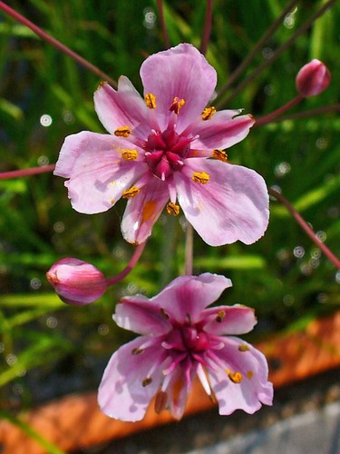 Pond water plant aquatic - water,
