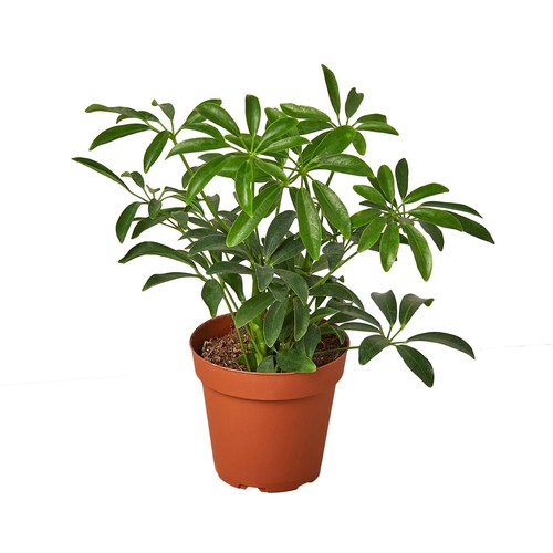 Schefflera arboricola umbrella - schefflera,