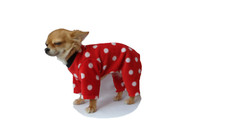 Dog Chihuahua  Pyjamas PJ