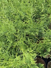 Conifer trees thuja plicata - conifer,
