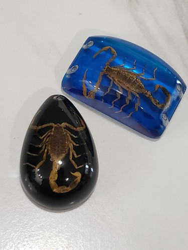Lot real scorpion resin - lot, 2