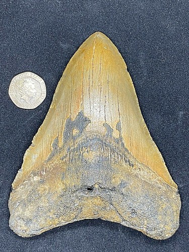 Prehistoric fossil - 4.9",