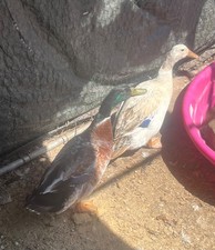 6+ Welsh Harlequin Duck