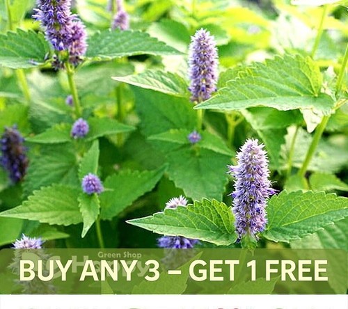 Herb peppermint seeds - seeds,