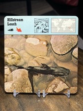 Hillstream loach 1977 - loach,,