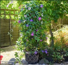 Garden Gear Black & Pewter Tower Pot Climbing Plant Support Frame Height 130cm