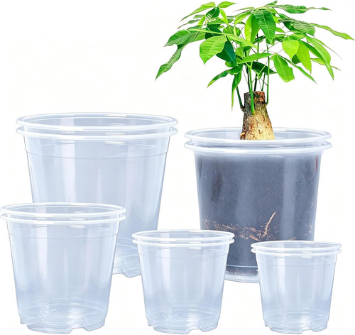 Clear nursery pots - nursery, pack
