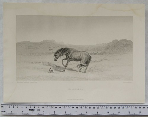 Vintage engraving startled - vintage,
