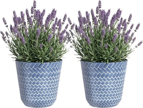 Flower indoor outdoor - flower,