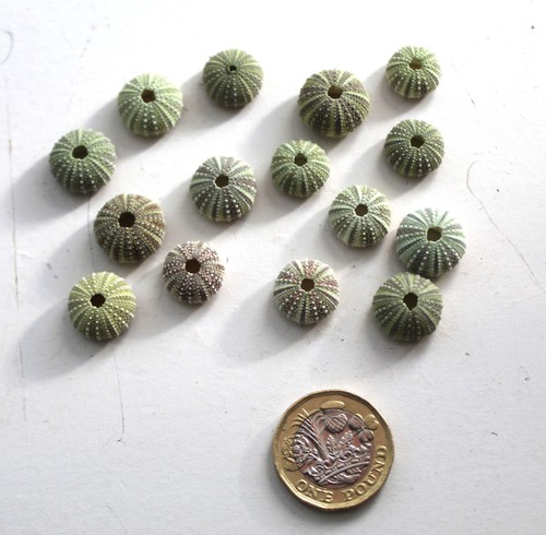 Small sage green sea - 15,